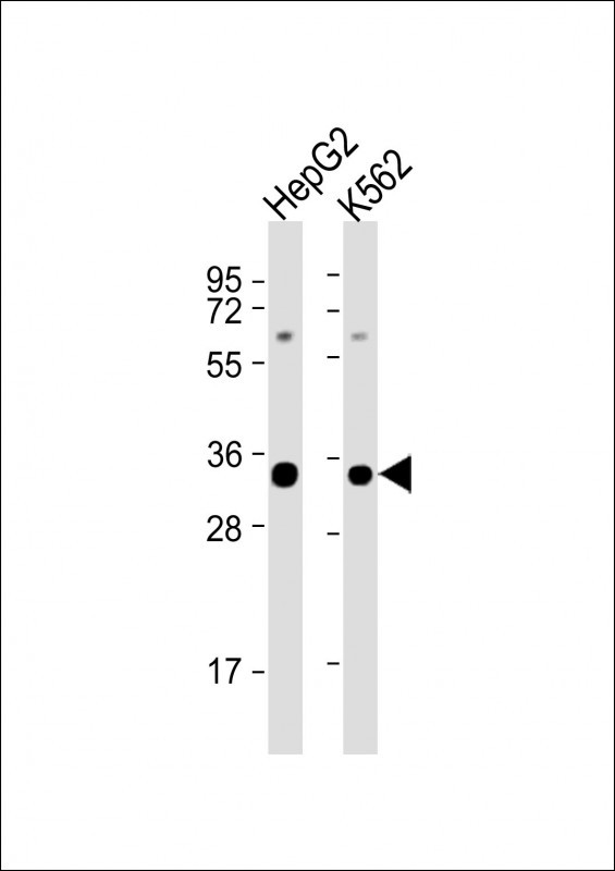 SRSF2 Antibody in Western Blot (WB)