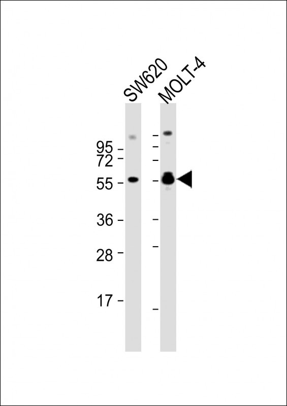 RUNX1 Antibody in Western Blot (WB)