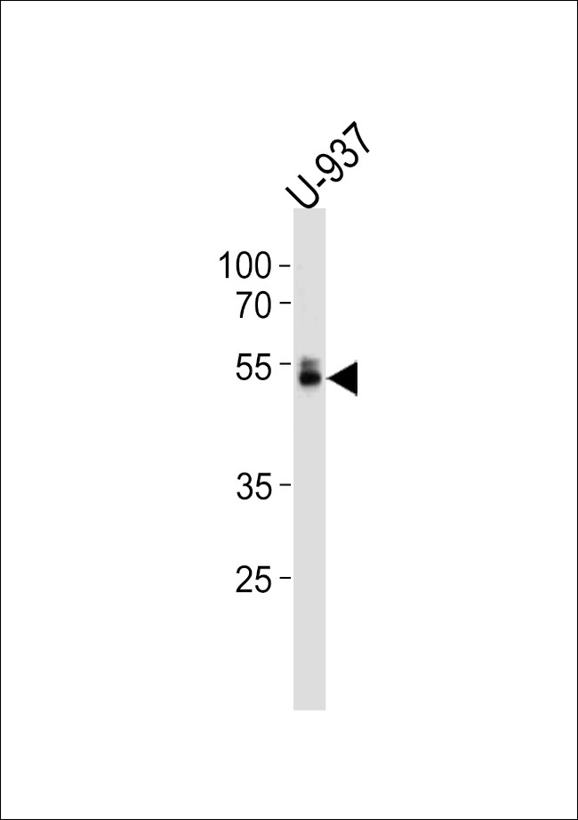 RUNX1 Antibody in Western Blot (WB)