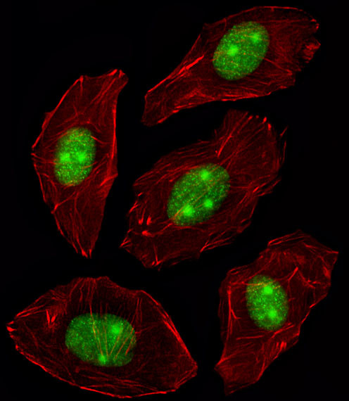 NPM1 Antibody in Immunocytochemistry (ICC/IF)