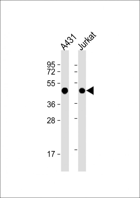 EBP1 Antibody in Western Blot (WB)