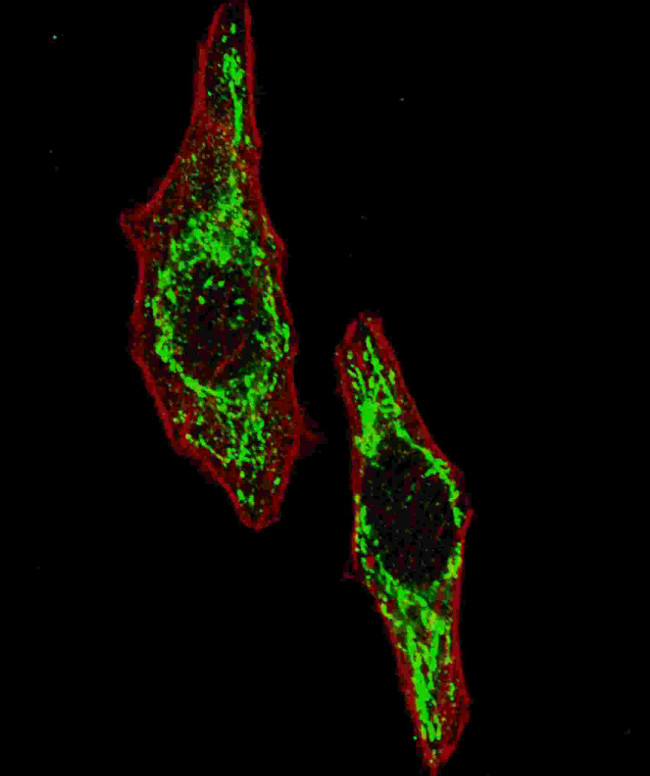 HSP60 Antibody in Immunocytochemistry (ICC/IF)