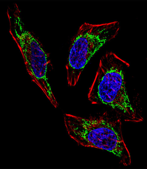 HSP60 Antibody in Immunocytochemistry (ICC/IF)