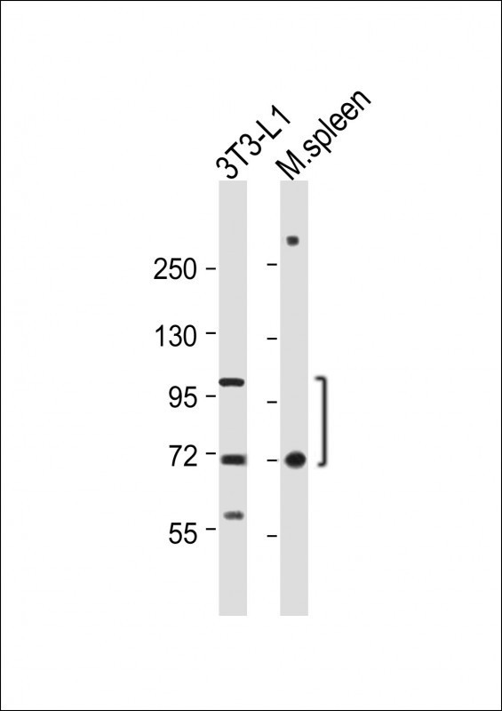 CD36 Antibody in Western Blot (WB)