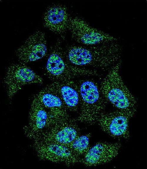 Phospho-c-Abl (Tyr245) Antibody in Immunocytochemistry (ICC/IF)