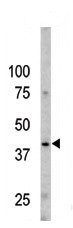 Phospho-Caspase 9 (Ser196) Antibody in Western Blot (WB)