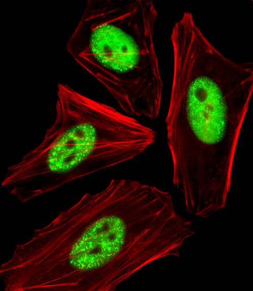 Phospho-Cdc25A (Thr507) Antibody in Immunocytochemistry (ICC/IF)