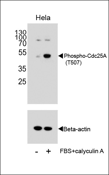 Phospho-Cdc25A (Thr507) Antibody in Western Blot (WB)