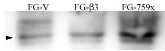 Phospho-SRC (Tyr215) Antibody in Western Blot (WB)