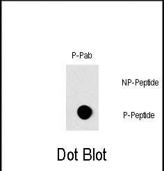 Phospho-c-Raf (Ser296) Antibody in Dot Blot (DB)