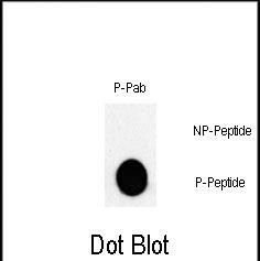 Phospho-c-Jun (Thr243) Antibody in Dot Blot (DB)