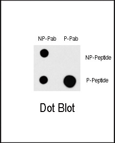 Phospho-MEKK1 (Thr1383) Antibody in Dot Blot (DB)