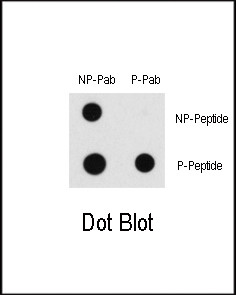 Phospho-c-Raf (Ser43) Antibody in Dot Blot (DB)