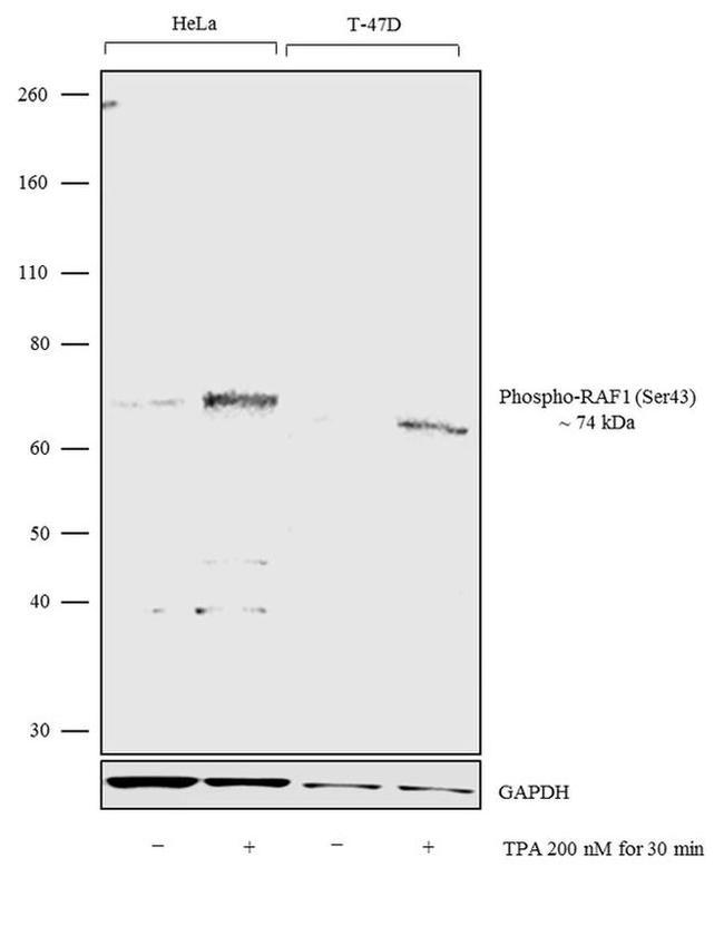 Phospho-c-Raf (Ser43) Antibody in Western Blot (WB)