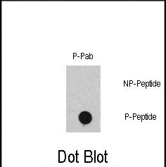 Phospho-c-Raf (Ser471) Antibody in Dot Blot (DB)