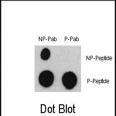 Phospho-ATF2 (Ser322) Antibody in Dot Blot (DB)