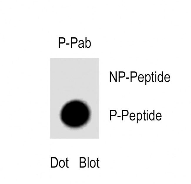 Phospho-VPS34 (Ser164) Antibody in Dot Blot (DB)