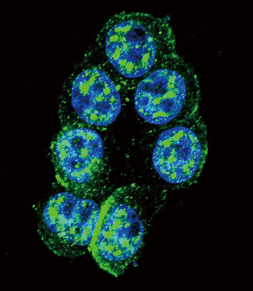 Phospho-PAK1 (Thr423) Antibody in Immunocytochemistry (ICC/IF)