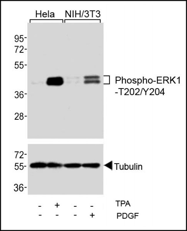 Phospho-ERK1 (Thr202, Tyr205) Antibody in Western Blot (WB)