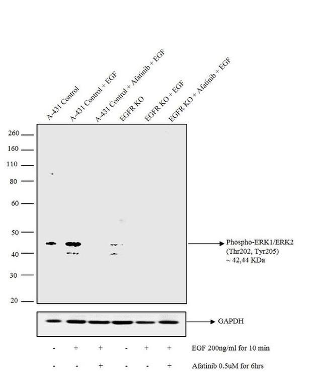 Phospho-ERK1 (Thr202, Tyr205) Antibody in Western Blot (WB)