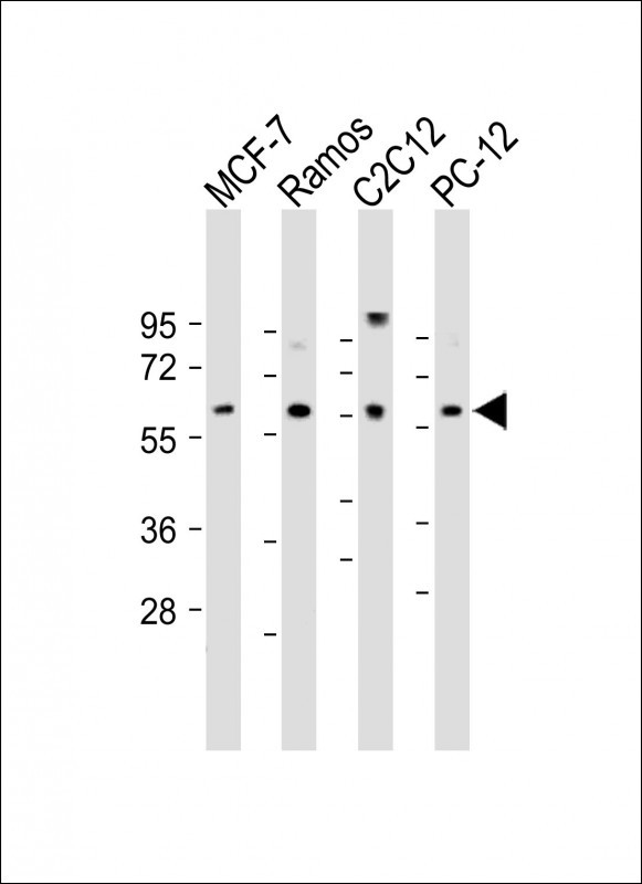 XIAP Antibody in Western Blot (WB)