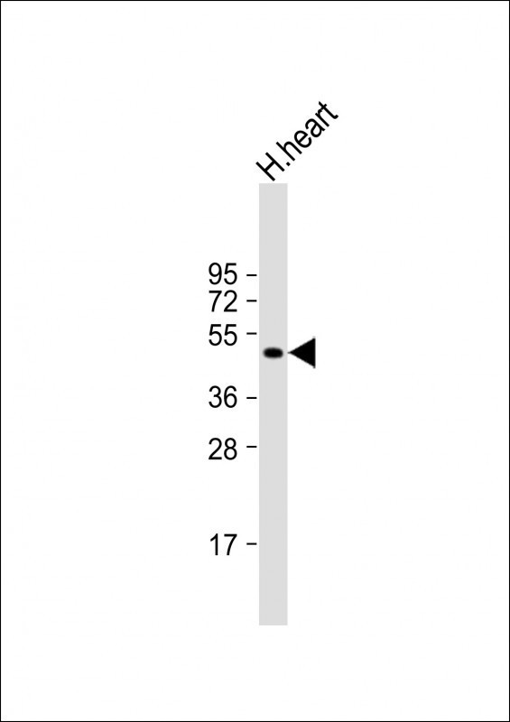 MMP12 Antibody in Western Blot (WB)