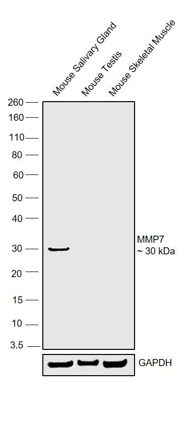 MMP7 Antibody