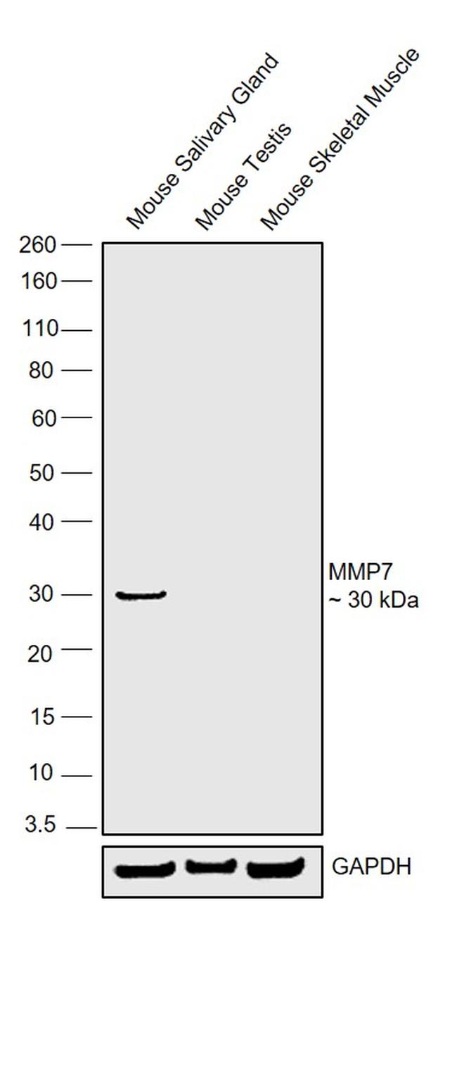 MMP7 Antibody in Western Blot (WB)