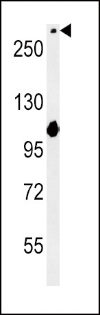 NOTCH3 Antibody in Western Blot (WB)