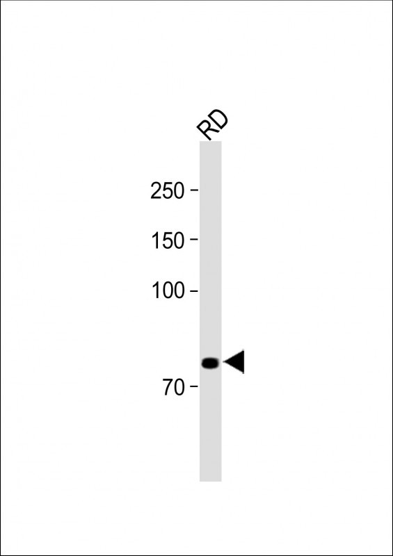 NRG1 Antibody in Western Blot (WB)