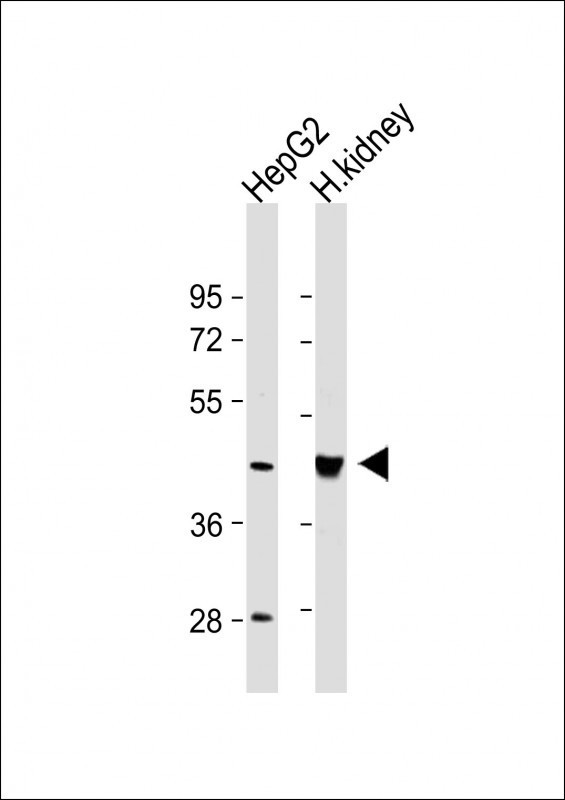 OAS1 Antibody in Western Blot (WB)