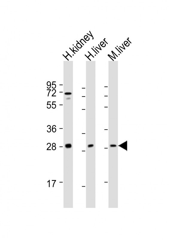 SIRT3 Antibody in Western Blot (WB)