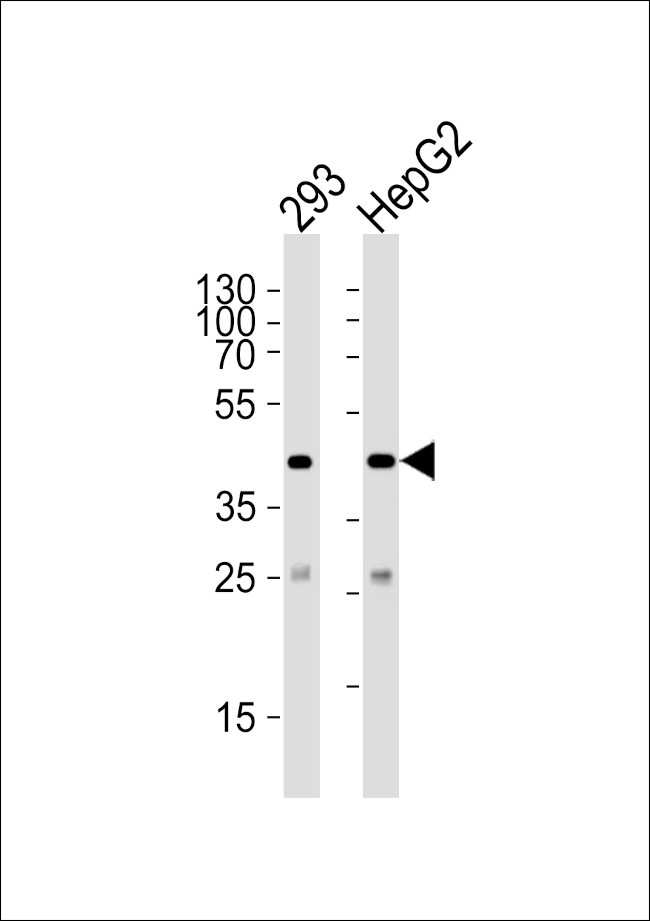 SIRT3 Antibody in Western Blot (WB)