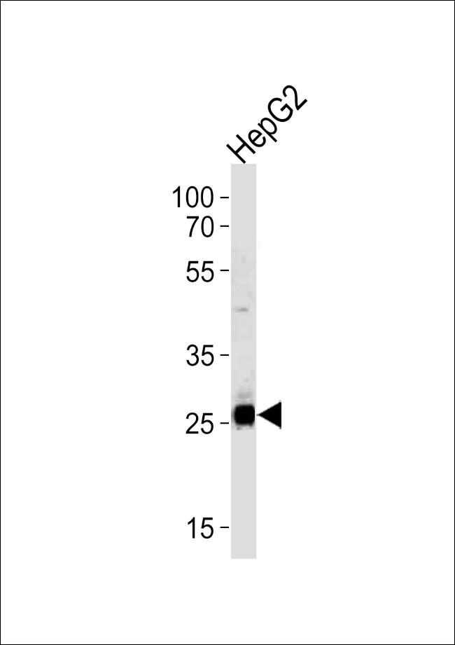 SIRT3 Antibody in Western Blot (WB)