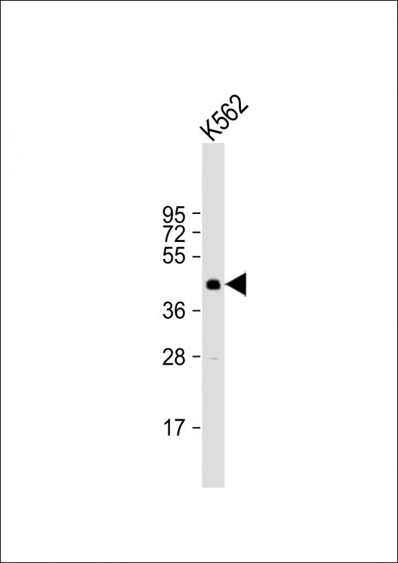 SIRT6 Antibody in Western Blot (WB)