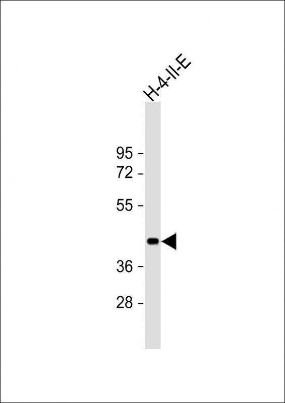 SIRT7 Antibody in Western Blot (WB)