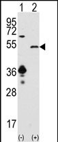 SIRT7 Antibody in Western Blot (WB)