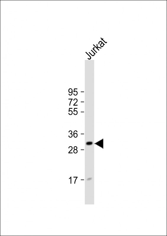 CD82 Antibody in Western Blot (WB)