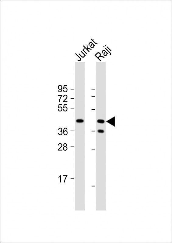 CD82 Antibody in Western Blot (WB)