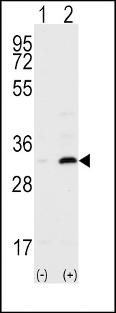 CD82 Antibody in Western Blot (WB)