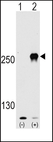 mTOR Antibody in Western Blot (WB)