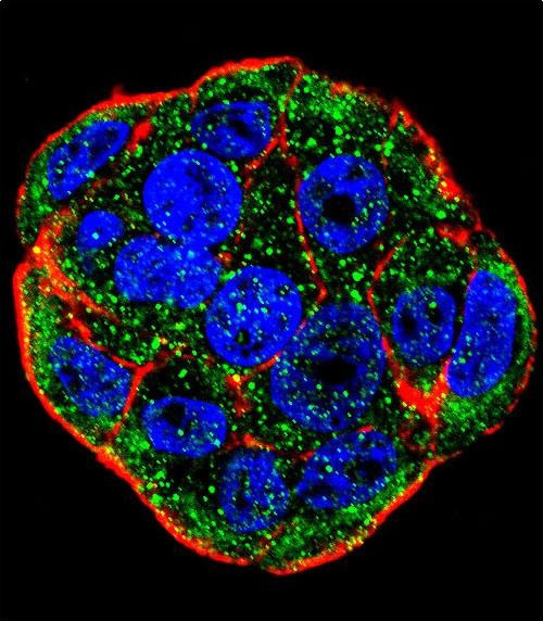 FGF1 Antibody in Immunocytochemistry (ICC/IF)