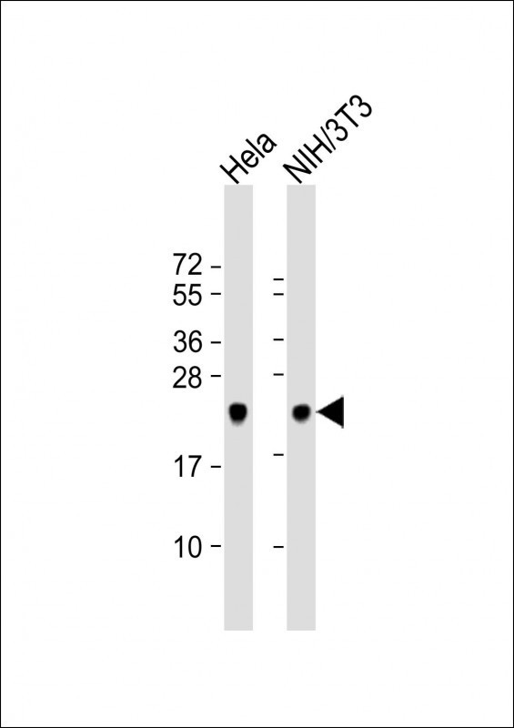 DJ-1 Antibody in Western Blot (WB)