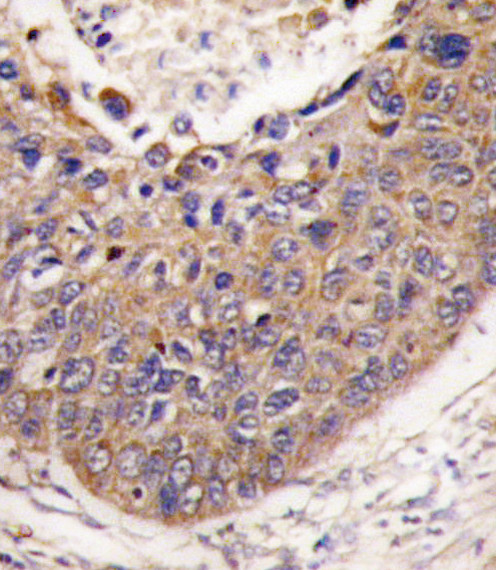 FXN Antibody in Immunohistochemistry (Paraffin) (IHC (P))