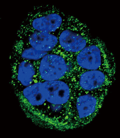 FXN Antibody in Immunocytochemistry (ICC/IF)