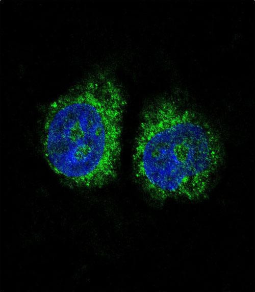 Nurr1 Antibody in Immunocytochemistry (ICC/IF)