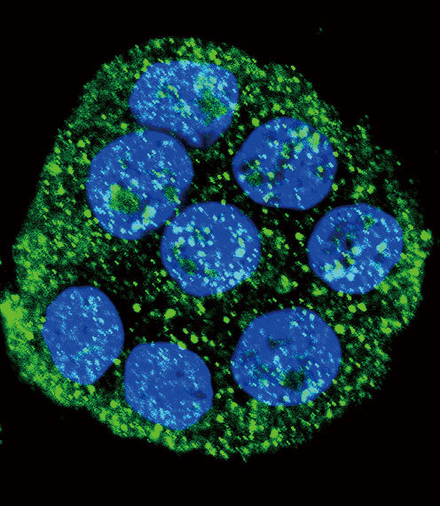 IL1RA Antibody in Immunocytochemistry (ICC/IF)