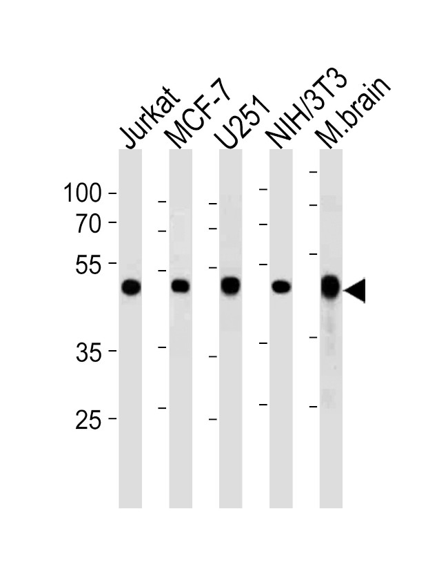 ENO1 Antibody in Western Blot (WB)