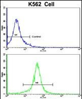 gamma Actin Antibody in Flow Cytometry (Flow)