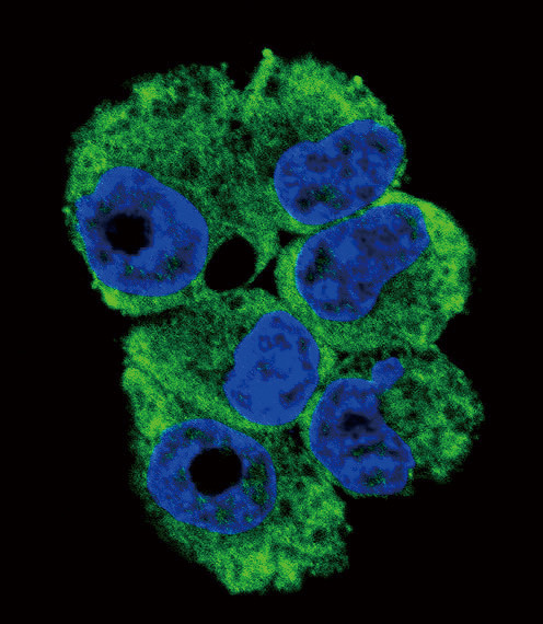 CD154 (CD40 Ligand) Antibody in Immunocytochemistry (ICC/IF)